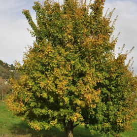 Erable champêtre**
