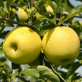 Pommier 'Golden Delicious' **