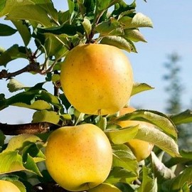 Pommier 'Goldrush' **
