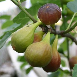 Figuier 'Goutte d'Or' **