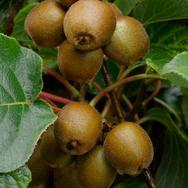 Kiwi jaune 'Jinfeng' **