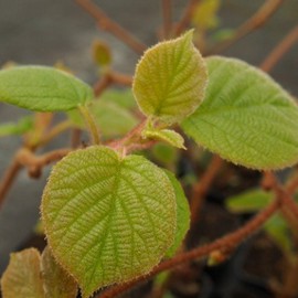 Kiwi mâle 'Jinfeng' **