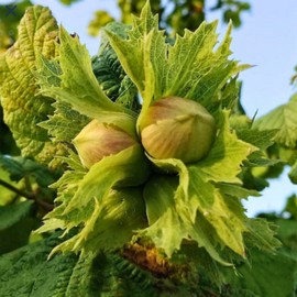 Noisetier 'Gentille des Langhe' **