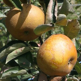 Pommier 'Reinette Grise du Canada' **