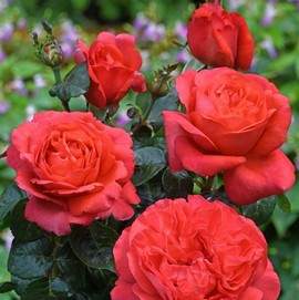 Rosier AGATHA ®