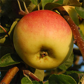 Pommier 'Reinette d'Allemagne' **