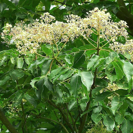 Arbre à miel **