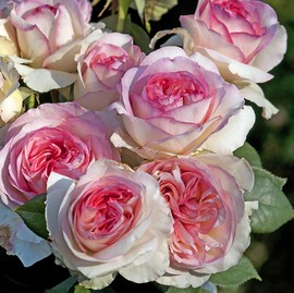 Rosier BOREALE ®