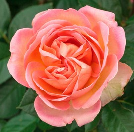 Rosier AUGUSTE ESCOFFIER ®