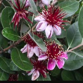 Feijoa 'Acca Sellowiana'  ou Goyavier **