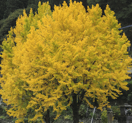 Ginkgo biloba **