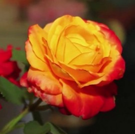 Rosier HENRYANE DE CHAPONAY ®