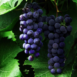 Vigne 'Isabelle Noire' **