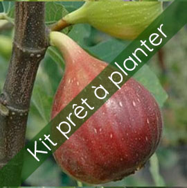 KIT Figuier