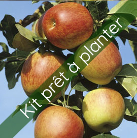 Kit Pommier Reine des Reinettes