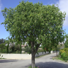 Micocoulier de Provence**