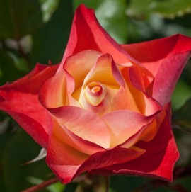 Rosier ORIGAMI ®