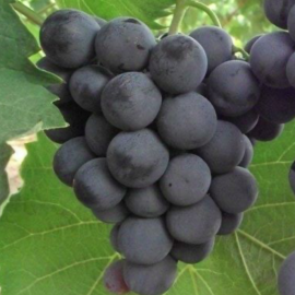 Vigne 'Alphonse Lavallée' **