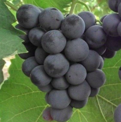 Vigne 'Alphonse Lavallée' **