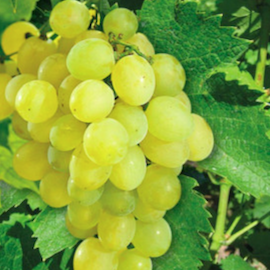 Vigne 'Clinton Blanc' **