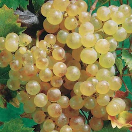Vigne 'Chasselas doré'  **