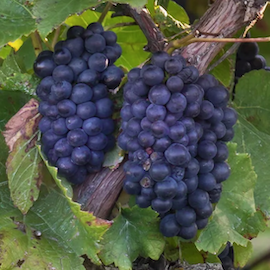 Vigne 'Muscat de Hamburg'  **