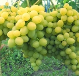 Vigne 'Isabelle Blanche' **