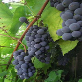 Vigne 'Clinton Noir' **