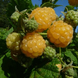 Framboisier 'Golden Queen®'