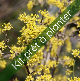 Kit Cornus Mas - Mimosa du Nord