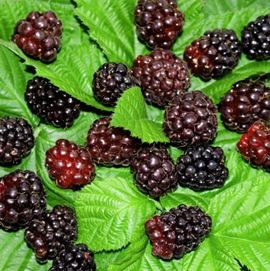 Mûrier-Framboisier 'Boysen' sans épines