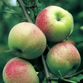 Pommier 'Ontario'