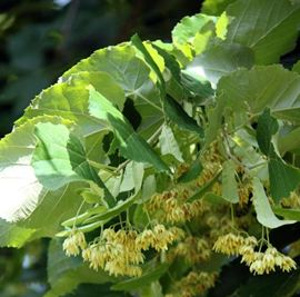 Tilleul à grandes feuilles