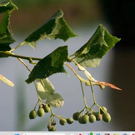 Tilleul à petites feuilles